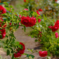 Rosa FLAMMENTANZ