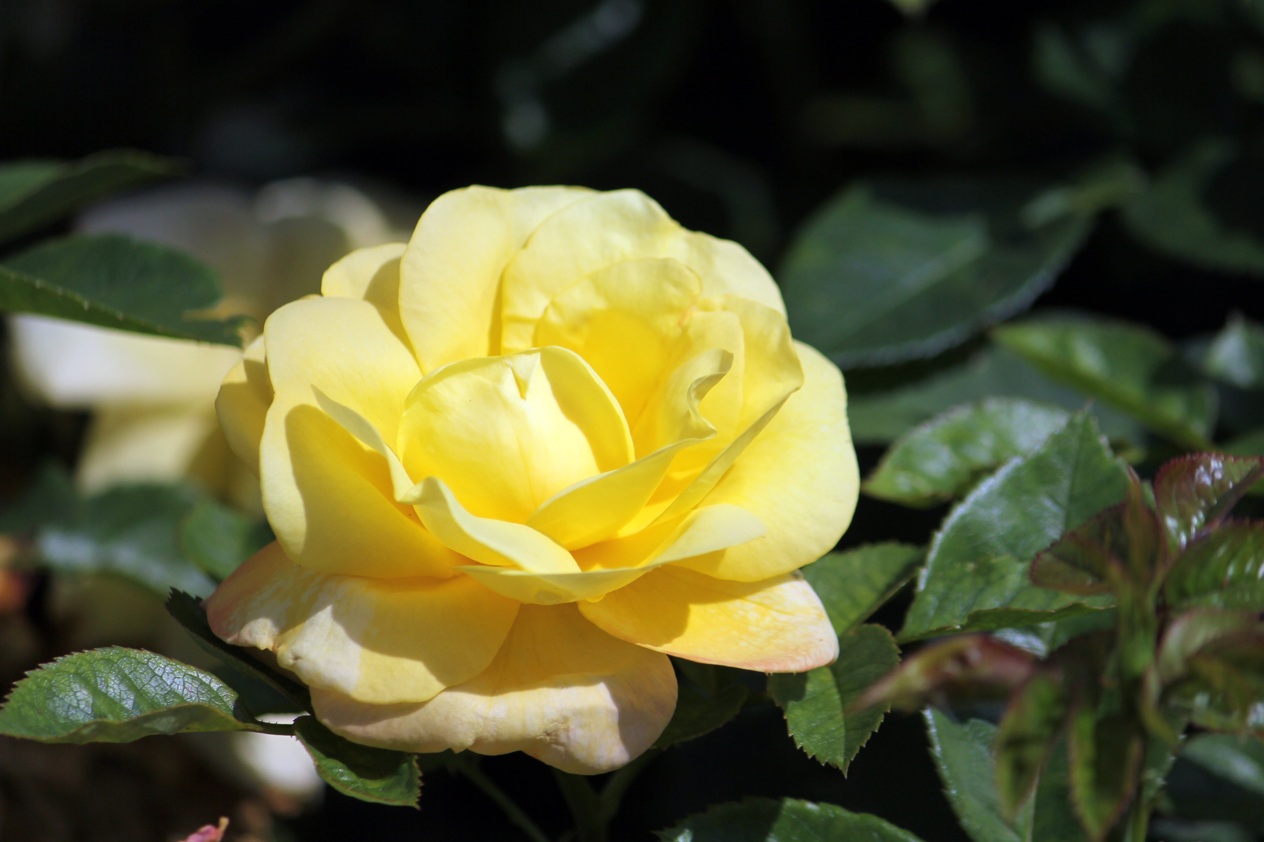 Rosa GOLDSTERN