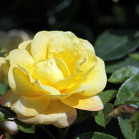 Rosa GOLDSTERN