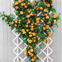 Rosa GOLDSTERN