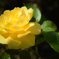 Rosa GOLDSTERN