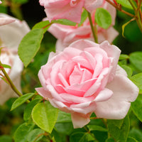 Rosa 'New Dawn'