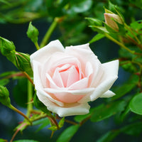 Rosa 'New Dawn'