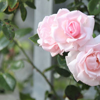 Rosa 'New Dawn'