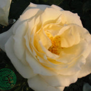 Rosa SCHNEEWALZER