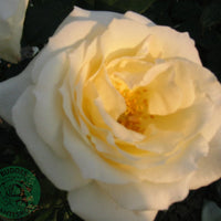 Rosa SCHNEEWALZER
