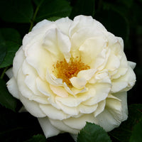 Rosa SCHNEEWALZER