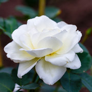 Rosa SCHNEEWALZER