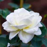 Rosa SCHNEEWALZER