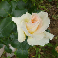 Rosa SCHNEEWALZER