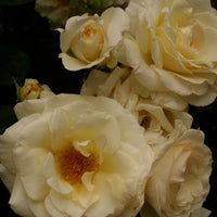 Rosa SCHNEEWALZER