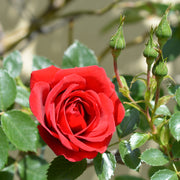 Rosa 'Sympathie'