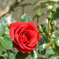 Rosa 'Sympathie'