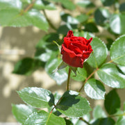 Rosa 'Sympathie'
