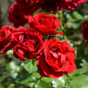 Rosa 'Sympathie'