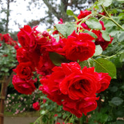 Rosa 'Sympathie'
