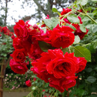 Rosa 'Sympathie'