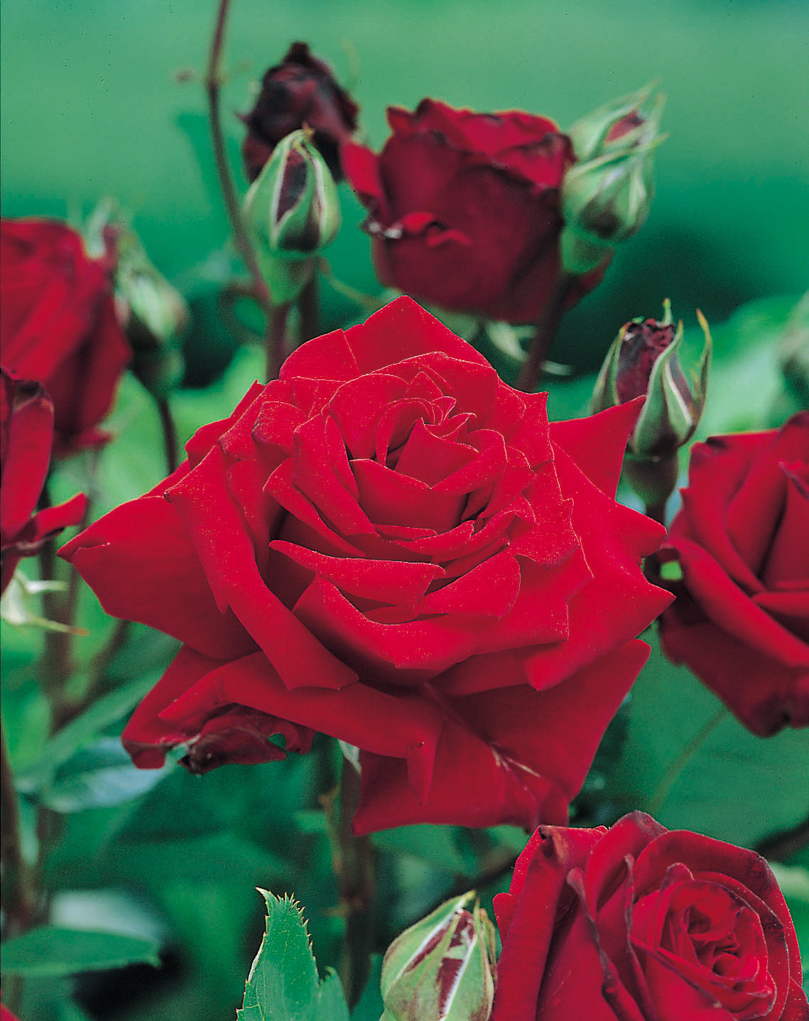 Rosa INGRID BERGMAN®