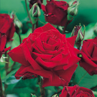Rosa INGRID BERGMAN®