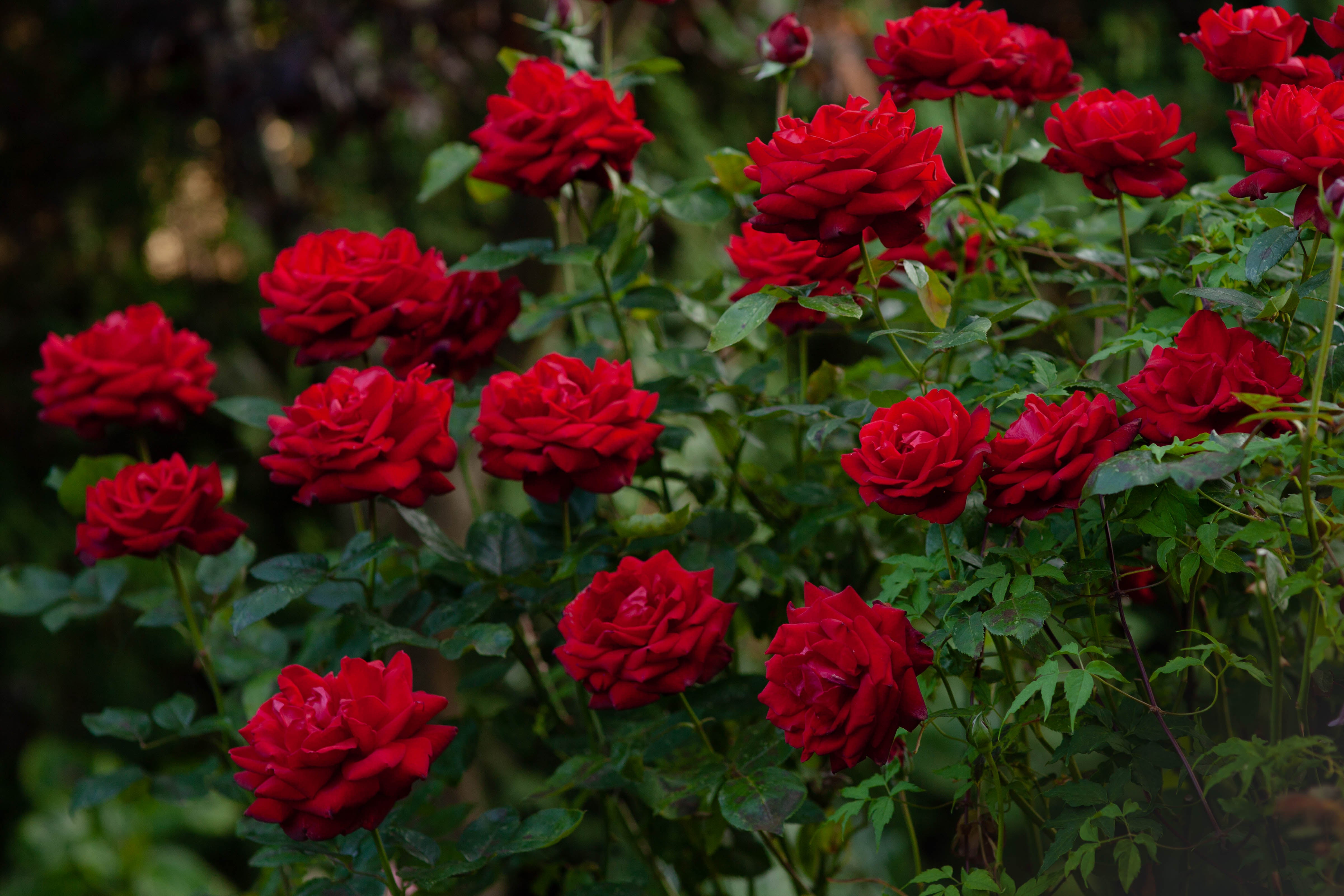 Rosa INGRID BERGMAN®
