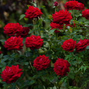 Rosa INGRID BERGMAN®