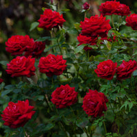 Rosa INGRID BERGMAN®