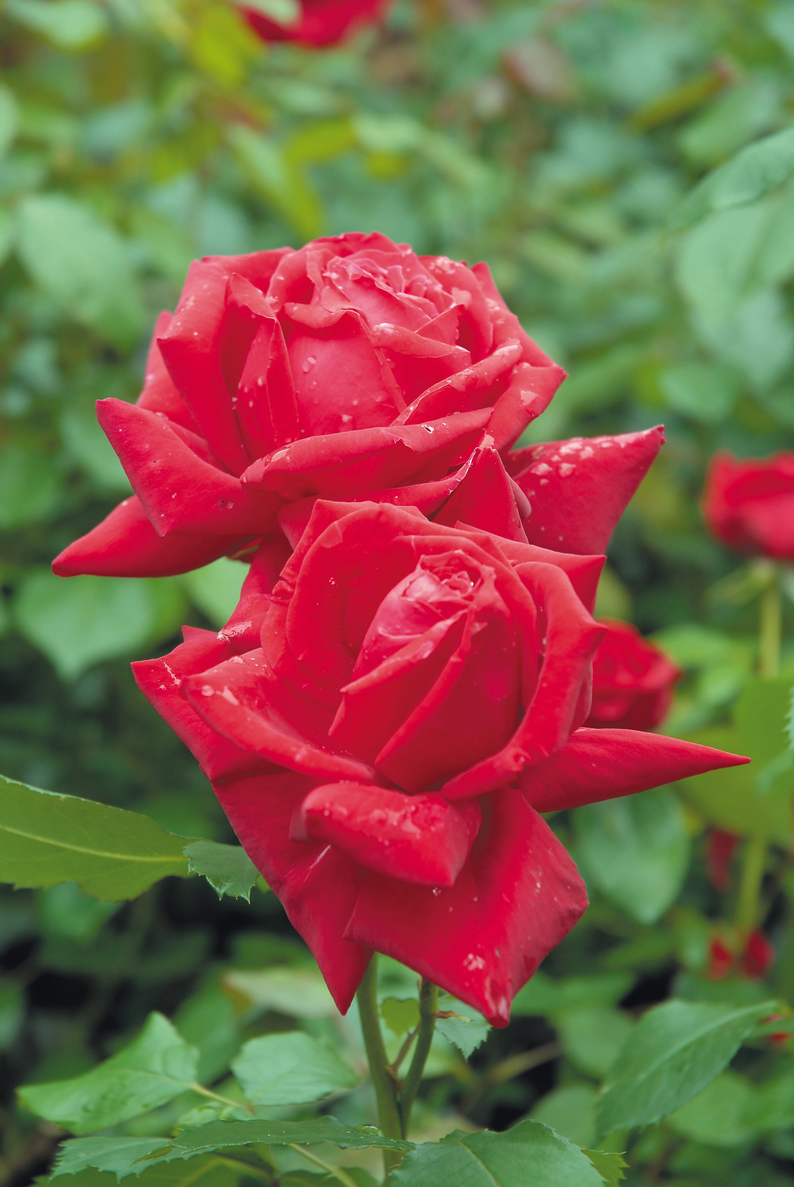 Rosa ISABELLA ROSSELLINI
