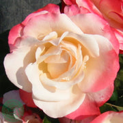 Rosa NOSTALGIE®