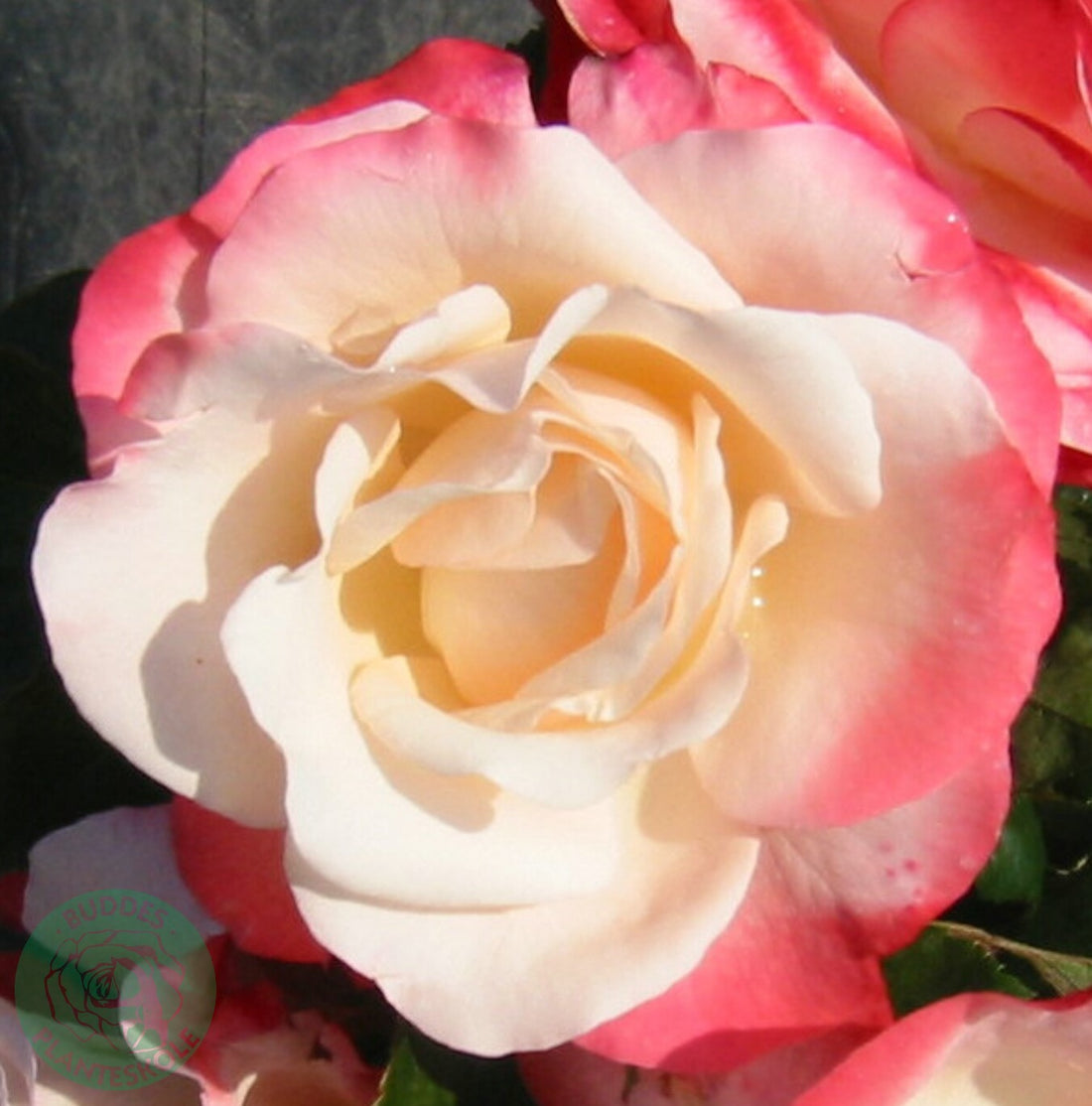 Rosa NOSTALGIE®