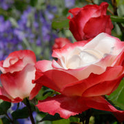 Rosa NOSTALGIE®