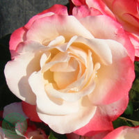 Rosa NOSTALGIE®