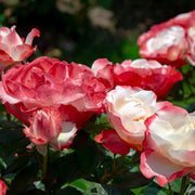 Rosa NOSTALGIE®
