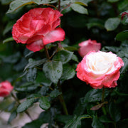 Rosa NOSTALGIE®