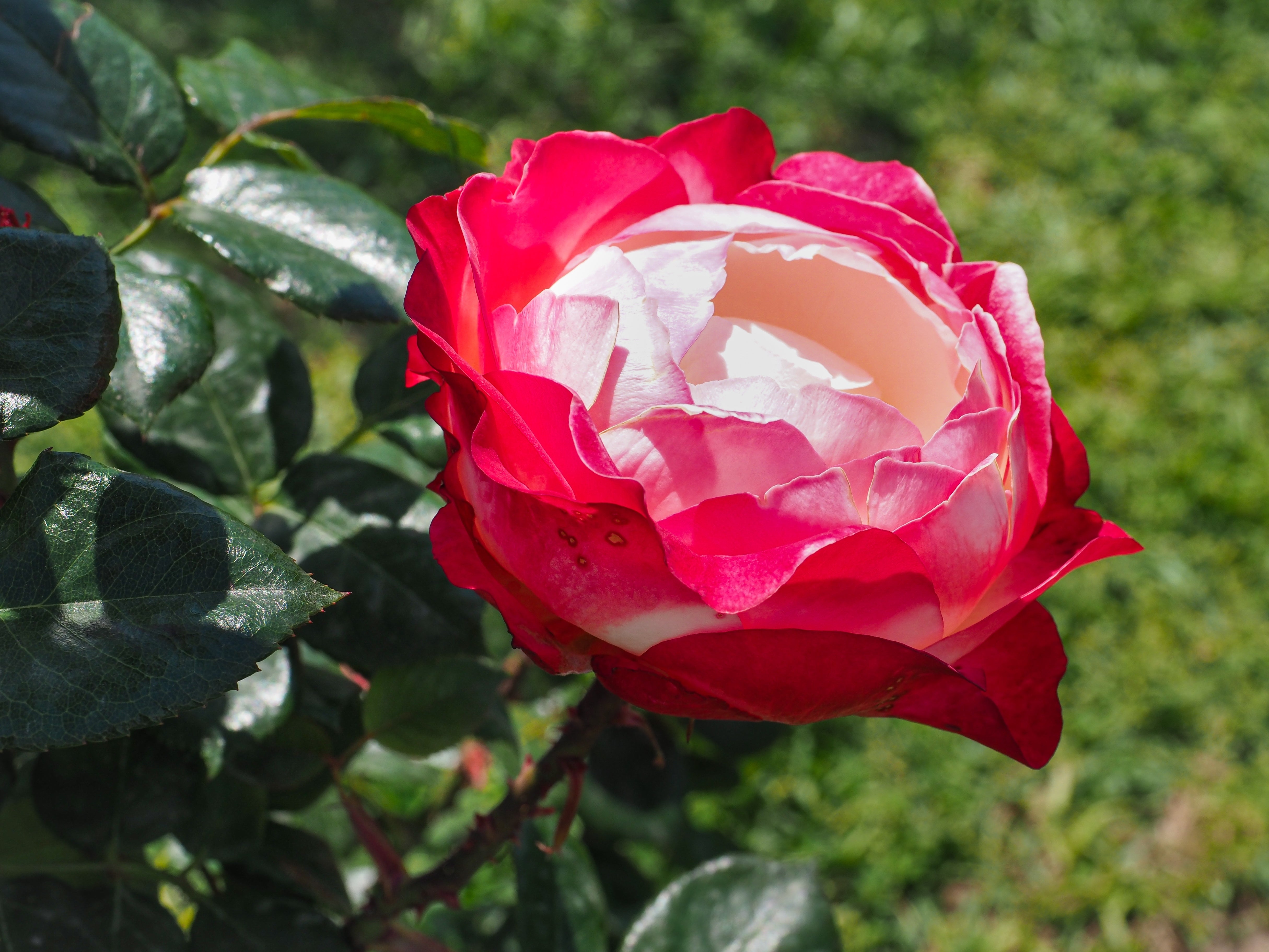 Rosa NOSTALGIE®