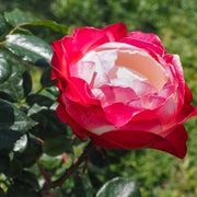 Rosa NOSTALGIE®