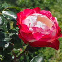 Rosa NOSTALGIE®