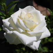 Rosa PASCALI