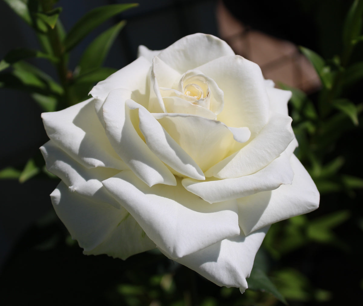 Rosa PASCALI