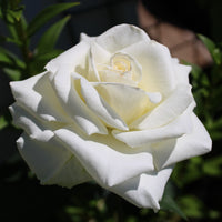 Rosa PASCALI