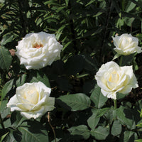 Rosa PASCALI