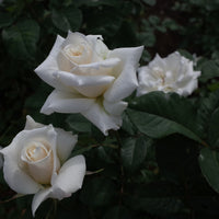 Rosa PASCALI