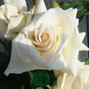 Rosa PASCALI