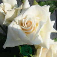 Rosa PASCALI