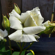Rosa PASCALI