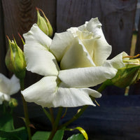 Rosa PASCALI