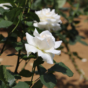 Rosa PASCALI