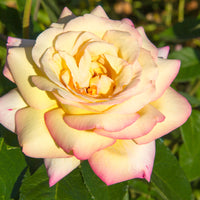 Rosa PEACE®