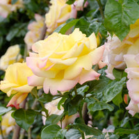 Rosa PEACE®