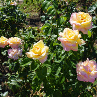 Rosa PEACE®