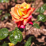 Rosa TROIKA